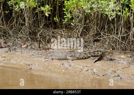 Daintree, Australia. 4 luglio 2023. Una femmina di coccodrillo esturiarino (Crocodylus porosus) vista sulle rive del fiume Daintree nel tropicale far North Queensland. Credito: SOPA Images Limited/Alamy Live News Foto Stock