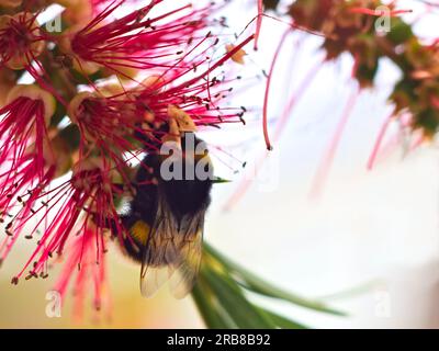 Impollinazione delle api e atterraggio su fiori di pennello Foto Stock