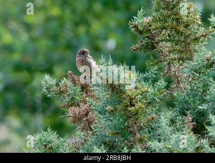 Stonechat (Saxicola rubicola - torquatus) presso Thursley Common Nature Reserve, Surrey Hills AONB, Godalming, Surrey, Inghilterra Foto Stock