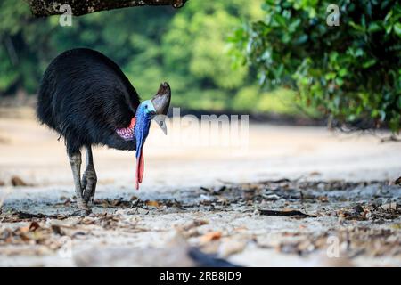 Etty Bay, Australia. 14 marzo 2023. Cassowary meridionale femminile (casuarius casuarius) vista sulla spiaggia di Etty Bay, Queensland. Occasionalmente si verificano alterchi umani-cassowari quando gli uccelli si abituano alle persone e i turisti benintenzionati nutrono gli uccelli. (Foto di Joshua Prieto/SOPA Images/Sipa USA) credito: SIPA USA/Alamy Live News Foto Stock