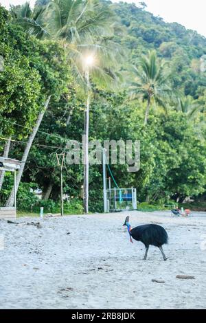 Etty Bay, Australia. 14 marzo 2023. Cassowary meridionale femminile (casuarius casuarius) cammina verso un parco caravan vicino alla spiaggia di Etty Bay, Queensland. Occasionalmente si verificano alterchi umani-cassowari quando gli uccelli si abituano alle persone e i turisti benintenzionati nutrono gli uccelli. (Foto di Joshua Prieto/SOPA Images/Sipa USA) credito: SIPA USA/Alamy Live News Foto Stock