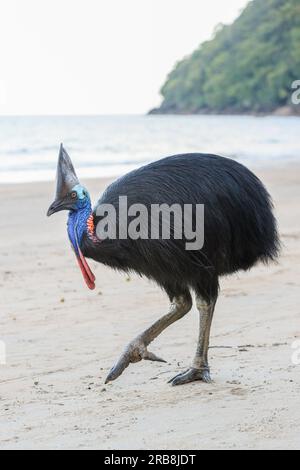 Etty Bay, Australia. 14 marzo 2023. Cassowary meridionale femminile (casuarius casuarius) vista sulla spiaggia di Etty Bay, Queensland. Occasionalmente si verificano alterchi umani-cassowari quando gli uccelli si abituano alle persone e i turisti benintenzionati nutrono gli uccelli. (Foto di Joshua Prieto/SOPA Images/Sipa USA) credito: SIPA USA/Alamy Live News Foto Stock