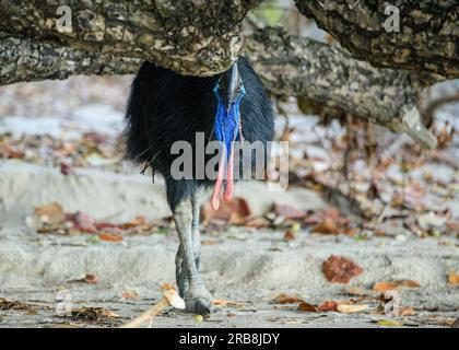 Etty Bay, Australia. 14 marzo 2023. Cassowary meridionale femminile (casuarius casuarius) vista sulla spiaggia di Etty Bay, Queensland. Occasionalmente si verificano alterchi umani-cassowari quando gli uccelli si abituano alle persone e i turisti benintenzionati nutrono gli uccelli. (Foto di Joshua Prieto/SOPA Images/Sipa USA) credito: SIPA USA/Alamy Live News Foto Stock