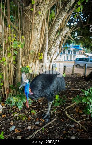 Etty Bay, Australia. 14 marzo 2023. Cassowary meridionale femminile (casuarius casuarius) cammina verso un parco caravan vicino alla spiaggia di Etty Bay, Queensland. Occasionalmente si verificano alterchi umani-cassowari quando gli uccelli si abituano alle persone e i turisti benintenzionati nutrono gli uccelli. (Foto di Joshua Prieto/SOPA Images/Sipa USA) credito: SIPA USA/Alamy Live News Foto Stock