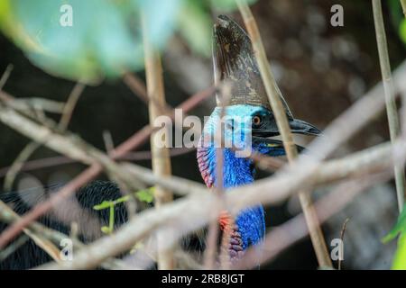 Etty Bay, Australia. 14 marzo 2023. Cassowary meridionale femminile (casuarius casuarius) vista sulla spiaggia di Etty Bay, Queensland. Occasionalmente si verificano alterchi umani-cassowari quando gli uccelli si abituano alle persone e i turisti benintenzionati nutrono gli uccelli. (Foto di Joshua Prieto/SOPA Images/Sipa USA) credito: SIPA USA/Alamy Live News Foto Stock