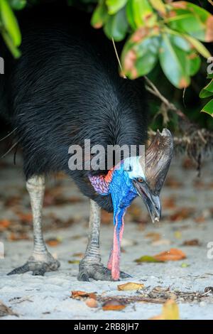 Etty Bay, Australia. 14 marzo 2023. Cassowary meridionale femminile (casuarius casuarius) vista sulla spiaggia di Etty Bay, Queensland. Occasionalmente si verificano alterchi umani-cassowari quando gli uccelli si abituano alle persone e i turisti benintenzionati nutrono gli uccelli. (Foto di Joshua Prieto/SOPA Images/Sipa USA) credito: SIPA USA/Alamy Live News Foto Stock