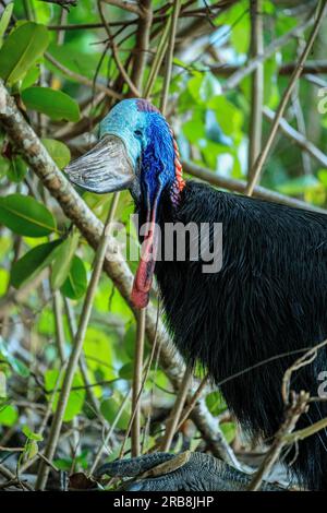 Etty Bay, Australia. 14 marzo 2023. Cassowary meridionale femminile (casuarius casuarius) vista sulla spiaggia di Etty Bay, Queensland. Occasionalmente si verificano alterchi umani-cassowari quando gli uccelli si abituano alle persone e i turisti benintenzionati nutrono gli uccelli. (Foto di Joshua Prieto/SOPA Images/Sipa USA) credito: SIPA USA/Alamy Live News Foto Stock