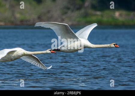 Un paio di cigni muti, Cygnus olor, che volano a bassa quota sul Grand River a Grand Haven, Michigan Foto Stock