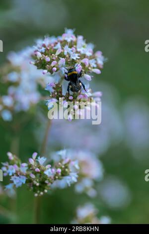 Forgiatura di Bumblebee su fiori di origano (Origanum vulgare). Foto Stock