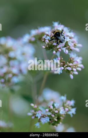 Forgiatura di Bumblebee su fiori di origano (Origanum vulgare). Foto Stock