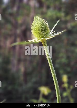 Teasel che cresce in una foresta del Portogallo con sfondo sfocato. Primo piano. Dipsacus laciniatus è una specie di pianta da fiore Foto Stock