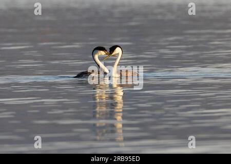 Coppia di ciccioli occidentali (Aechmophorus occidentalis) impegnati nel comportamento di accoppiamento – Eagle Lake – Lassen County California, USA. Foto Stock