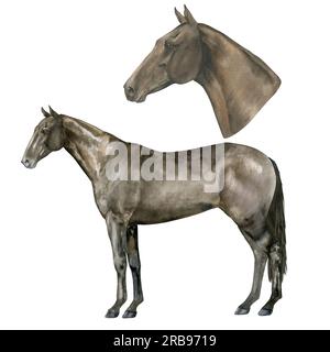 Illustrazione ad acquerello di un cavallo inglese in piedi della baia di purosangue e ritratto. Isolato. Per stampe sul tema dell'equitazione e degli sport equestri Foto Stock