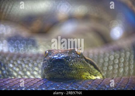 Vista parziale di un gigantesco anaconda color smeraldo che guarda la fotocamera Foto Stock