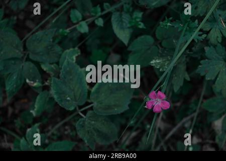 Fiore di ciclamino isolato sullo sfondo verde della foresta delicati fiori rosa di ciclamino scarlatto in boschetti scuri Foto Stock