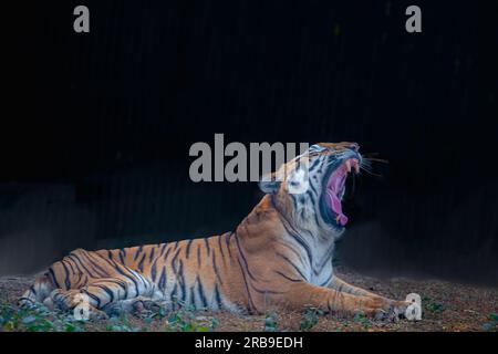 Una tigre del Bengala che sbadiglia sul campo Foto Stock