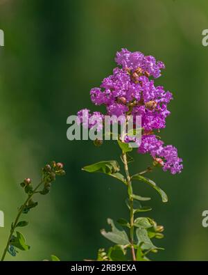 Lagerstroemia rosa indiana in giardino Foto Stock