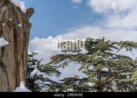 Foresta di cedri in Libano durante l'inverno Foto Stock