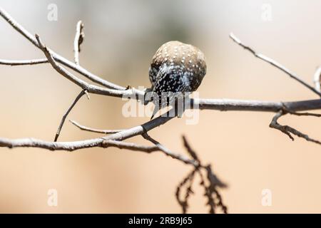 Il picchio più piccolo del mondo, il picchio nano brasiliano (Picumnus albosquamatus). sono di soli 10 cm Foto Stock