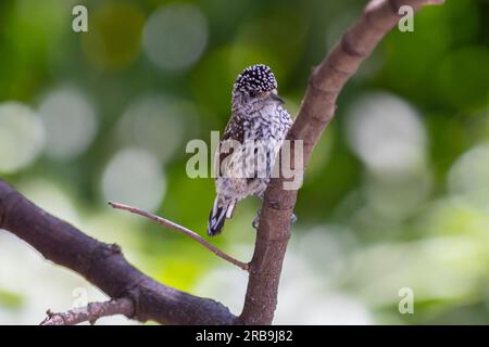 Il picchio più piccolo del mondo, il picchio nano brasiliano (Picumnus albosquamatus). sono di soli 10 cm Foto Stock