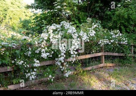 Kiftsgate rosa con piccoli fiori bianchi in fiore che crescono lungo e sostenuto da una recinzione in legno nel giardino di campagna Carmarthenshire Galles UK KATHY DEWITT Foto Stock