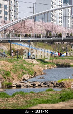 Gente che cammina intorno al festival della fioritura dei ciliegi al Bulgwangcheon di Seoul, Corea del Sud Foto Stock