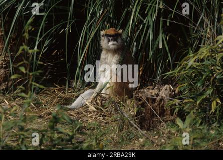 La scimmia comune patas (Erythrocebus patas), nota anche come scimmia wadi o scimmia ussara, è una scimmia che abita nel terreno distribuita su un semi-arida Foto Stock