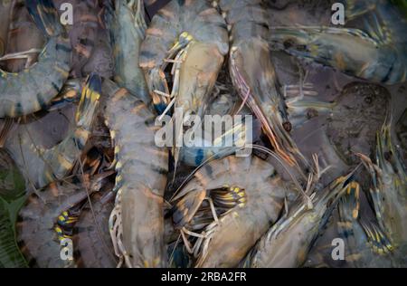 Un mazzetto di appena pescato gamberetti blu o gamberetti Foto Stock