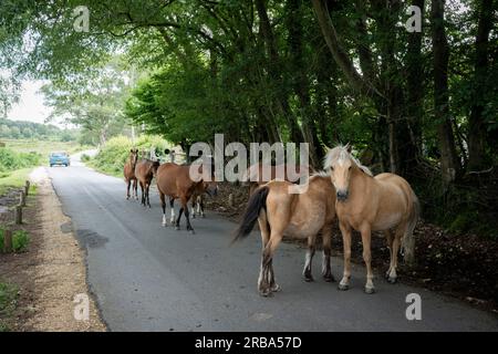I pony della New Forest riposano su una stretta strada dove ci si aspetta che le auto di passaggio cedano a questa razza equina indigena, il 4 luglio 20123, a Burley, New Forest, Hampshire, Inghilterra. La razza pony della New Forest è indigena della New Forest nell'Hampshire, nel sud dell'Inghilterra, dove gli equini hanno vissuto da prima dell'ultima era glaciale; resti risalenti al 500.000 a.C. sono stati trovati entro 50 miglia (80 km) dal cuore della moderna New Forest. Studi sul DNA hanno mostrato antiche origini condivise con i pony di tipo celtico Asturcon e Pottok. Foto Stock
