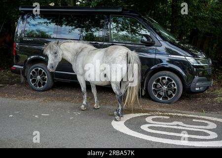 I pony della New Forest riposano su una stretta strada dove ci si aspetta che le auto di passaggio cedano a questa razza equina indigena, il 4 luglio 20123, a Burley, New Forest, Hampshire, Inghilterra. La razza pony della New Forest è indigena della New Forest nell'Hampshire, nel sud dell'Inghilterra, dove gli equini hanno vissuto da prima dell'ultima era glaciale; resti risalenti al 500.000 a.C. sono stati trovati entro 50 miglia (80 km) dal cuore della moderna New Forest. Studi sul DNA hanno mostrato antiche origini condivise con i pony di tipo celtico Asturcon e Pottok. Foto Stock