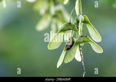 Primo piano di un piccolo gruppo di semi alati di Sycamore su ramoscello con cimice di scudo Foto Stock