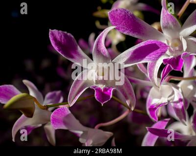 Primo piano su un'orchidea rosa e bianca Dendrobium sotto la luce naturale. Preso al giardino botanico di Singapore Foto Stock