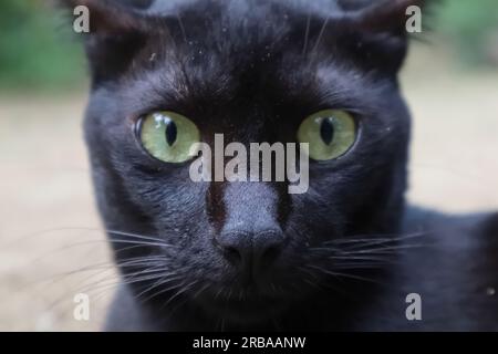 Vista ravvicinata estrema del volto di un gatto completamente nero spaventato Foto Stock