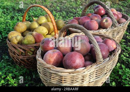 primo piano di mele e pere biologiche mature appena raccolte in giardino Foto Stock