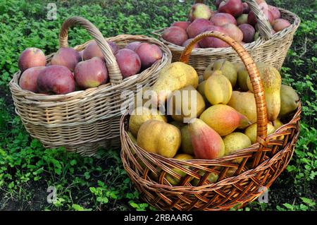 primo piano di mele e pere biologiche mature appena raccolte in giardino Foto Stock