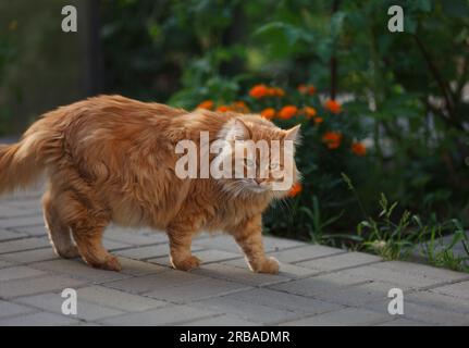 Un gatto zenzero che cammina su un sentiero piastrellato in un giardino. Primo piano. Foto Stock