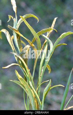 La primavera sta crescendo in natura Falcaria vulgaris Foto Stock