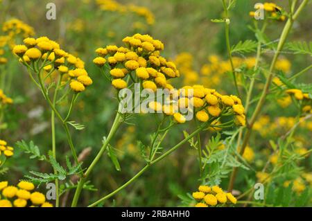 Tansy Ordinary (Tanacetum vulgare) fiorisce nel prato in natura Foto Stock