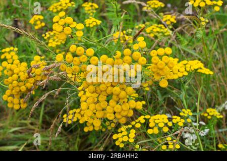 Tansy Ordinary (Tanacetum vulgare) fiorisce nel prato in natura Foto Stock