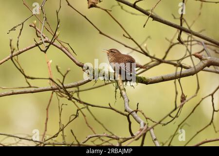 Wren eurasiatica che canta e mostra nel profondo della foresta durante la primavera. Bergisches Land, Renania settentrionale-Vestfalia, Germania. Foto Stock