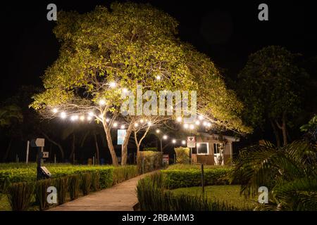 Sentiero illuminato, Una notte in Costa Rica sotto un albero illuminato Foto Stock