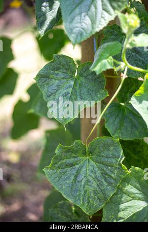 Foglie di cetriolo colpite dal virus del mosaico di cetriolo. Prevenzione e trattamento delle malattie vegetali. Foto Stock