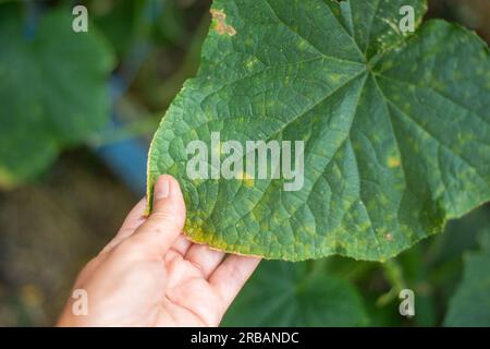 Un giardiniere esamina le foglie di cetriolo colpite dal virus del mosaico del cetriolo. Prevenzione e trattamento delle malattie vegetali. Foto Stock