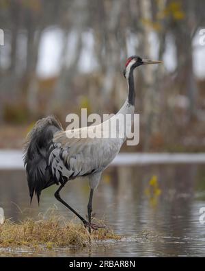 Gru (Grus grus), che strizza attraverso l'acqua in un paesaggio paludoso e innevato all'inizio della primavera, Parco Nazionale di Hamra, Dalarna, Svezia, Scandinavia Foto Stock