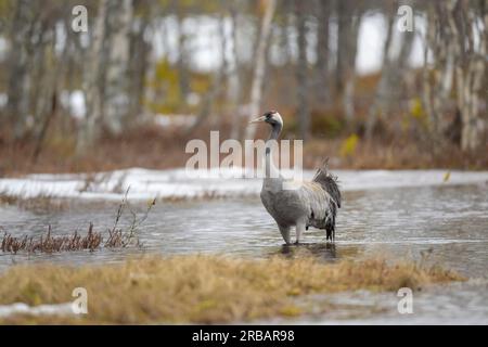 Gru (Grus grus), che strizza attraverso l'acqua in un paesaggio paludoso e innevato all'inizio della primavera, Parco Nazionale di Hamra, Dalarna, Svezia, Scandinavia Foto Stock