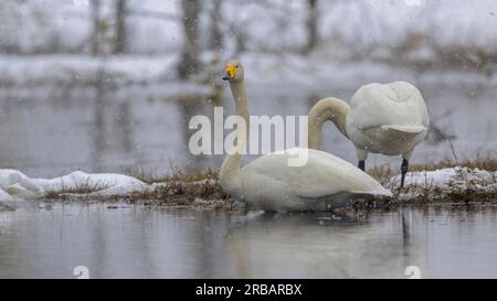 Whooper Swan (cygnus cygnus), coppia di nidificanti nel luogo di nidificazione in neve, acqua e paesaggio innevato all'inizio della primavera, Parco Nazionale di Hamra, Dalarna Foto Stock