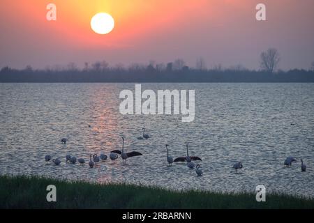 Sunset and Flamingos, Porto Viro, Provincia di Rovigo, Italia Foto Stock