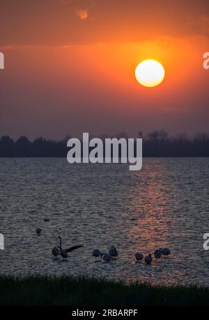 Sunset and Flamingos, Porto Viro, Provincia di Rovigo, Italia Foto Stock
