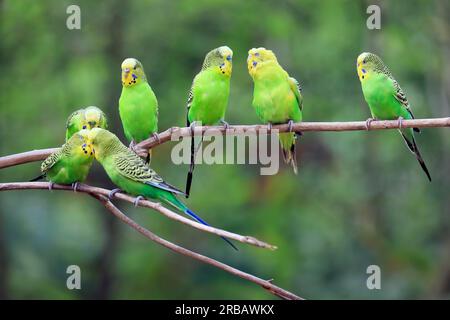 Budgie, adulto, gruppo, in attesa, prigioniero, Australia Budgerigar (Melopsittacus undulatus), Australia Budgerigar, gruppo di adulti sul ramo, adulti Foto Stock