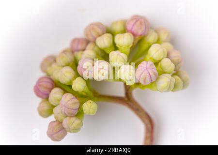 Ortensia di montagna (Hydrangea serrata), boccioli di fiori, sfondo bianco, macro shot Foto Stock